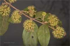 Anogeissus acuminata